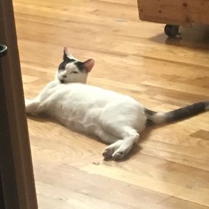 Meet your Posher, Amy